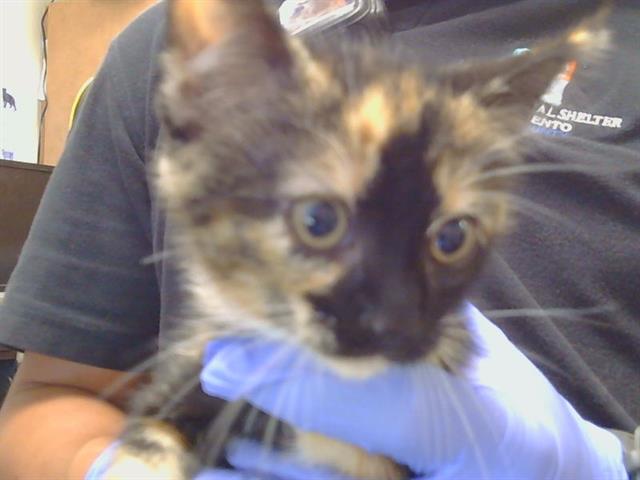 Adoptable Cat