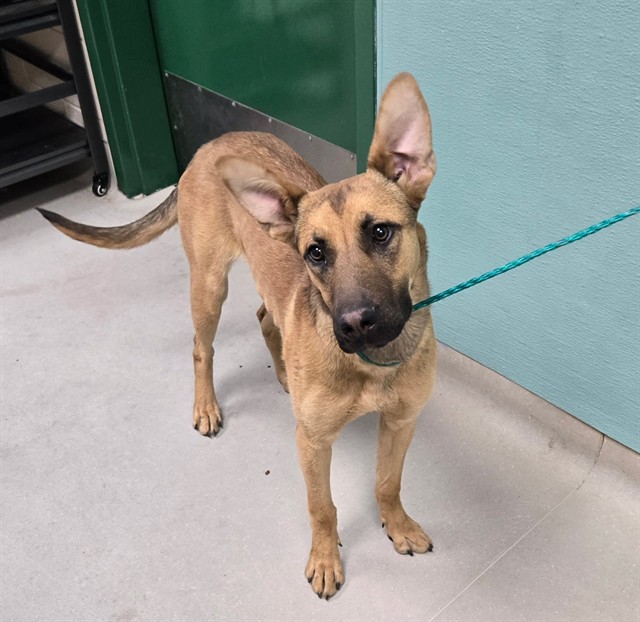 Adoptable Dog