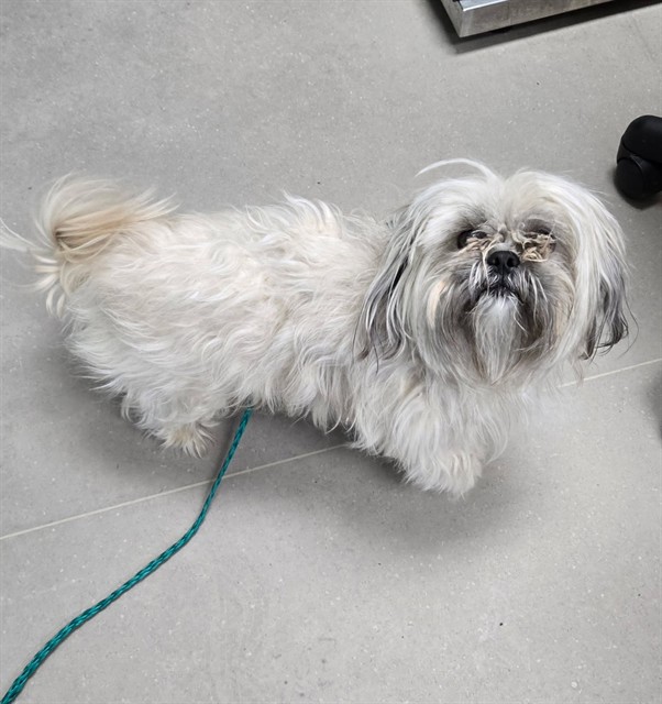 Adoptable Dog