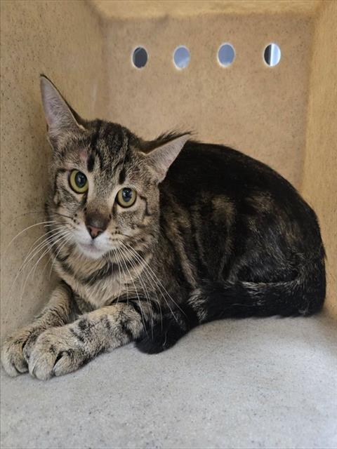 Adoptable Cat