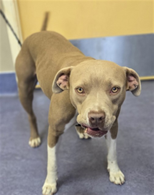 Adoptable Dog