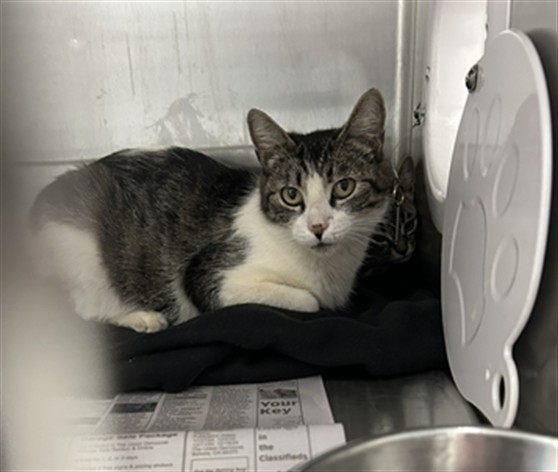 Adoptable Cat
