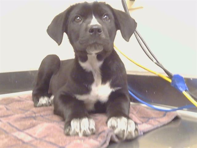 Adoptable Dog