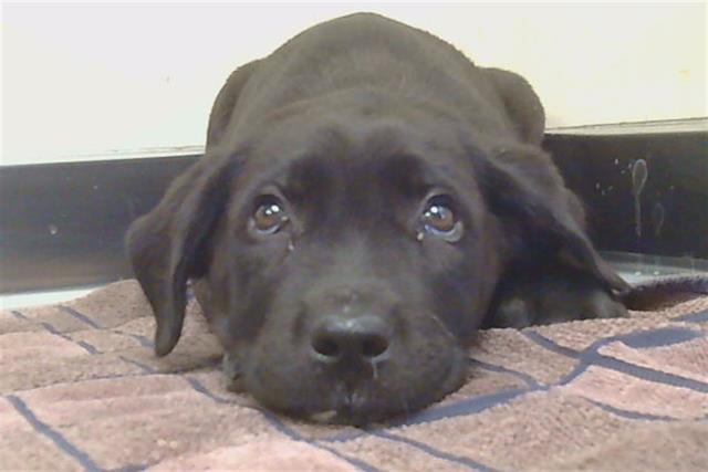 Adoptable Dog