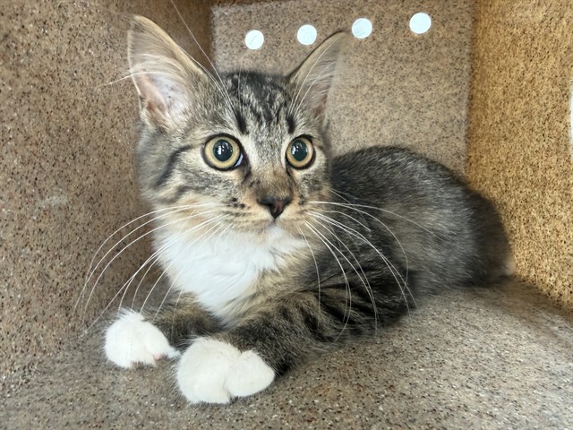 Adoptable Cat