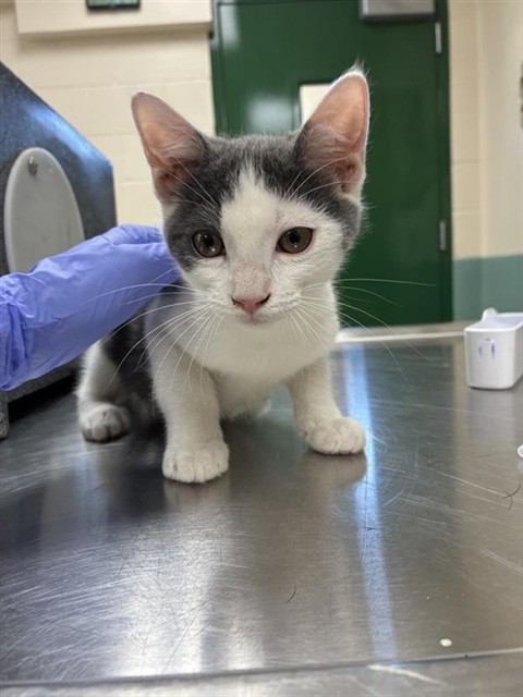 Adoptable Cat