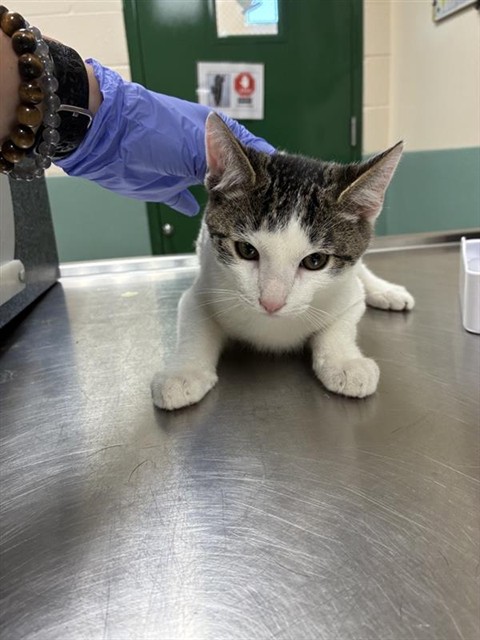 Adoptable Cat