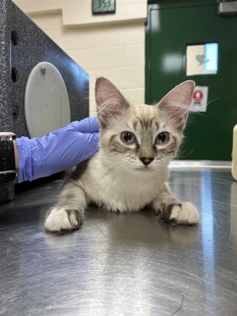 Adoptable Cat