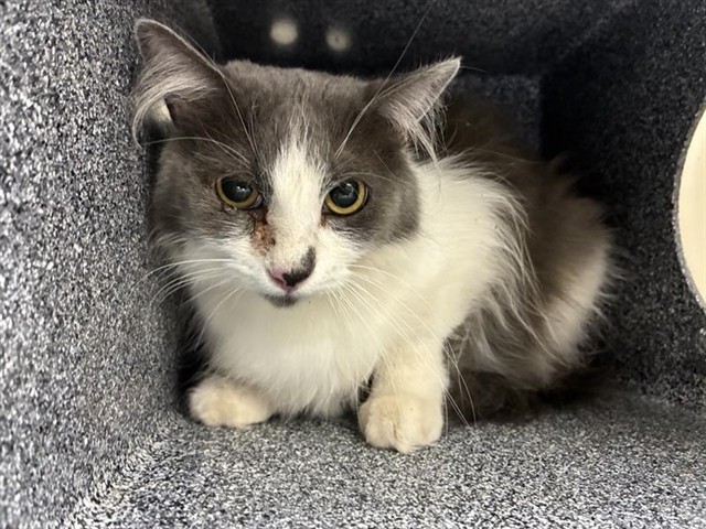 Adoptable Cat