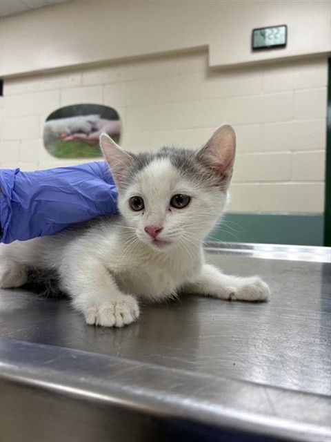 Adoptable Cat