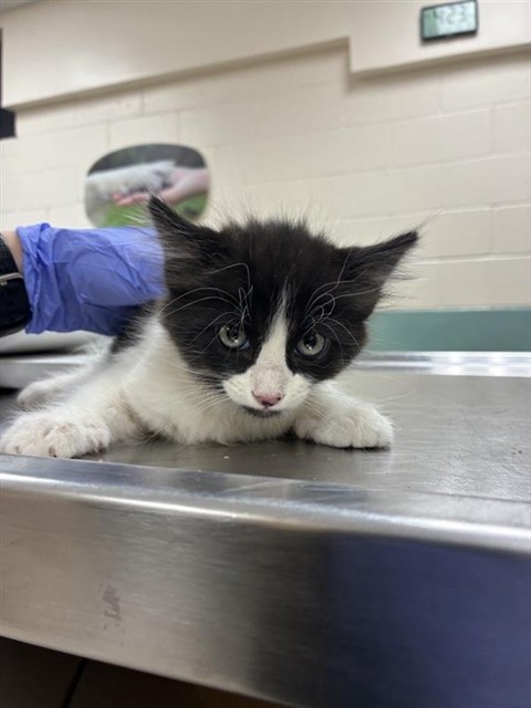 Adoptable Cat