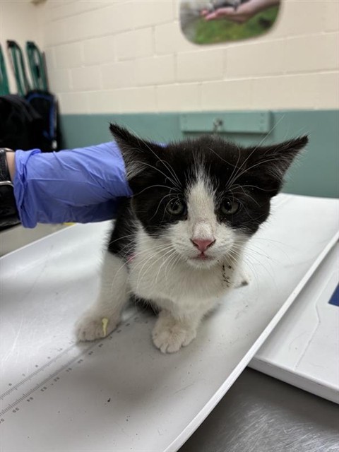 Adoptable Cat