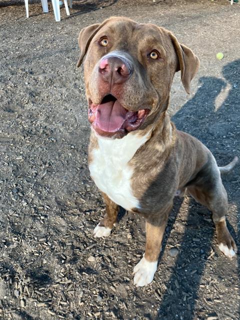 Tonka