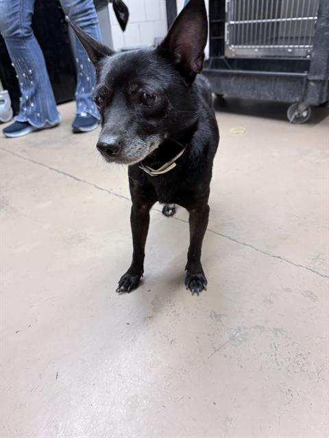 Adoptable Dog