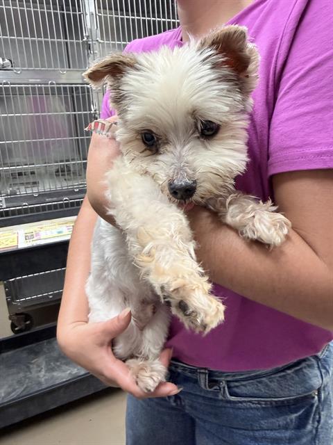 Adoptable Dog