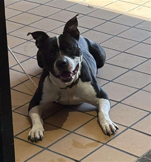 Adoptable Dog