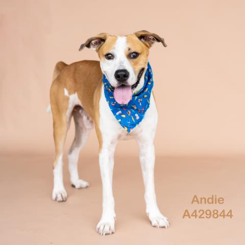 Andie