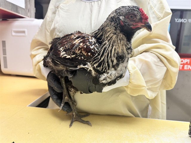 Fowl Play