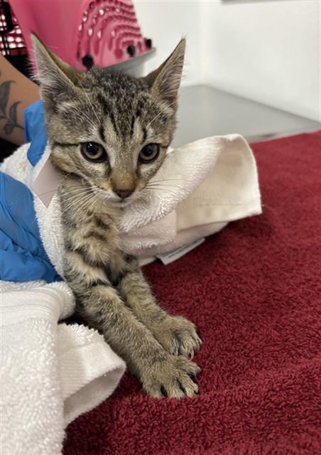 Adoptable Cat