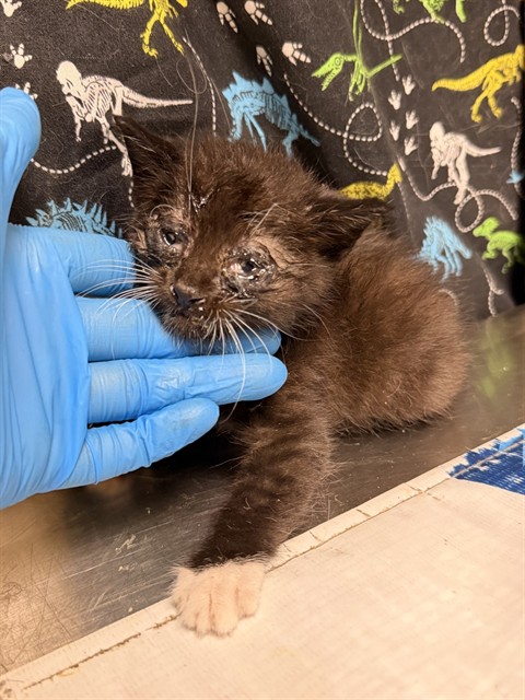 Adoptable Cat