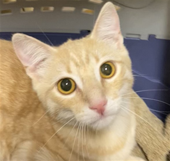 Adoptable Cat