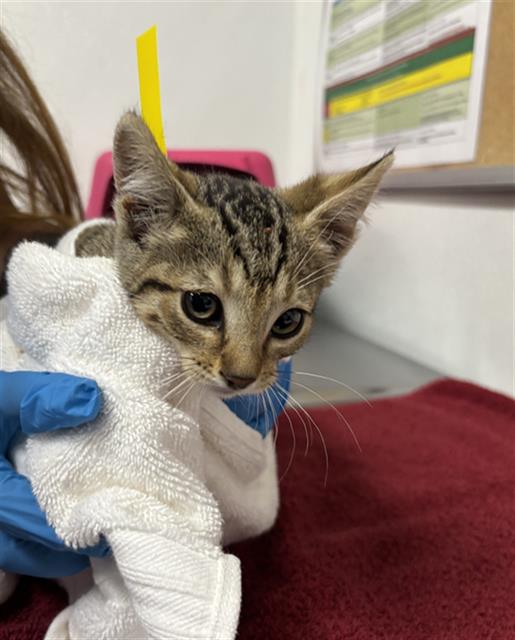 Adoptable Cat