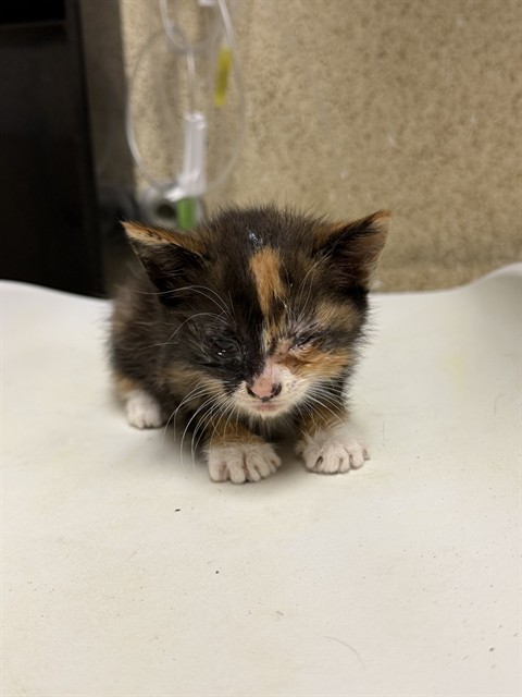 Adoptable Cat