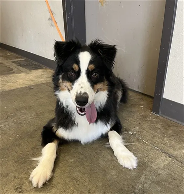 Camellia - Adoption Pending