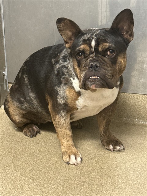 Coco