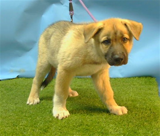 Adoptable Dog