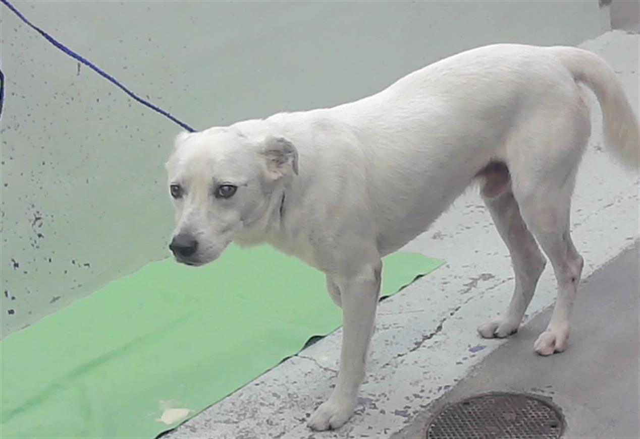 Adoptable Dog