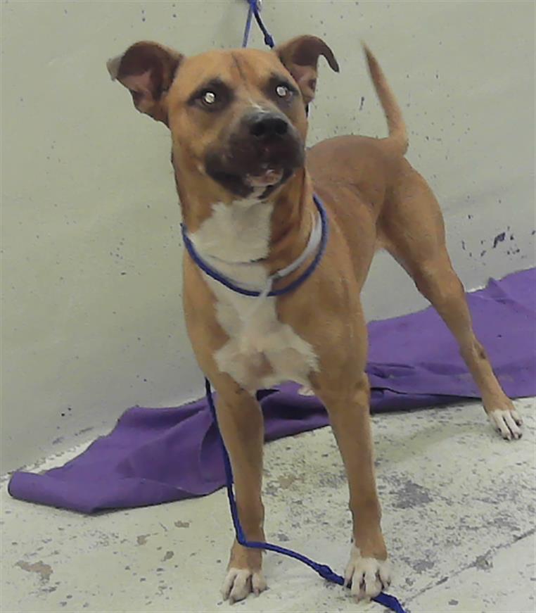 Adoptable Dog