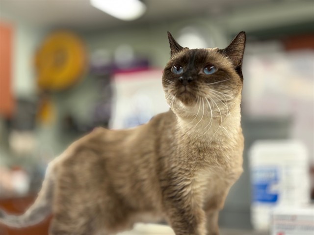 Mirabella