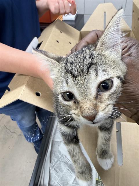 Adoptable Cat