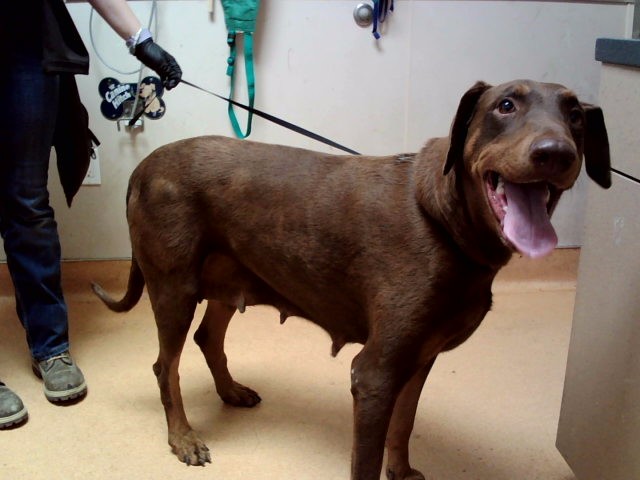 Adoptable Dog