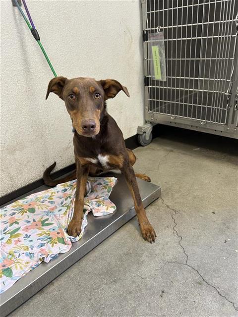 Adoptable Dog