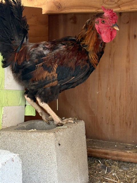 Maverick