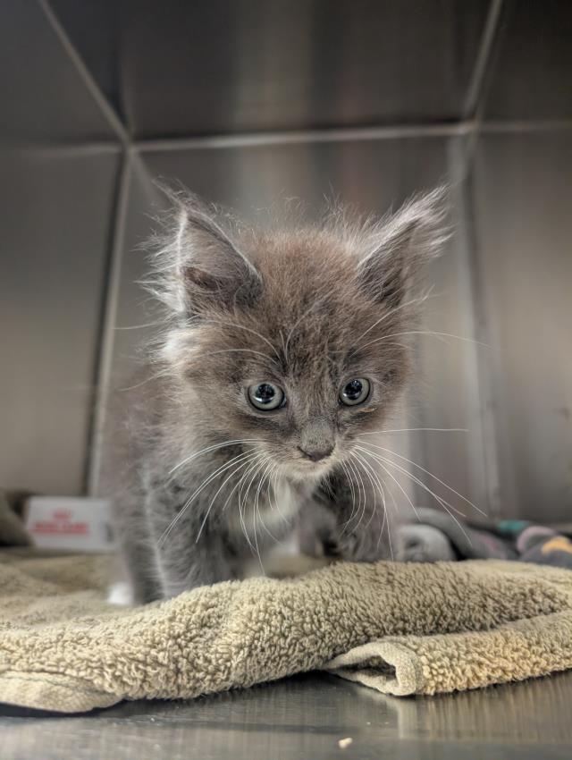 Adoptable Cat