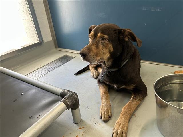 Adoptable Dog