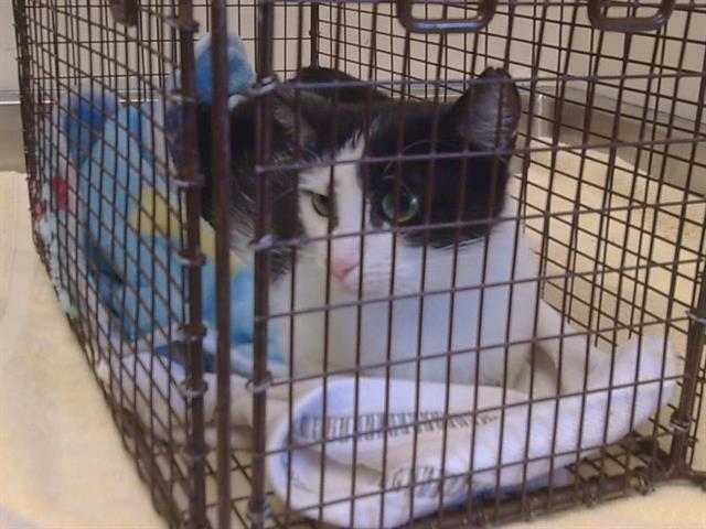 Adoptable Cat