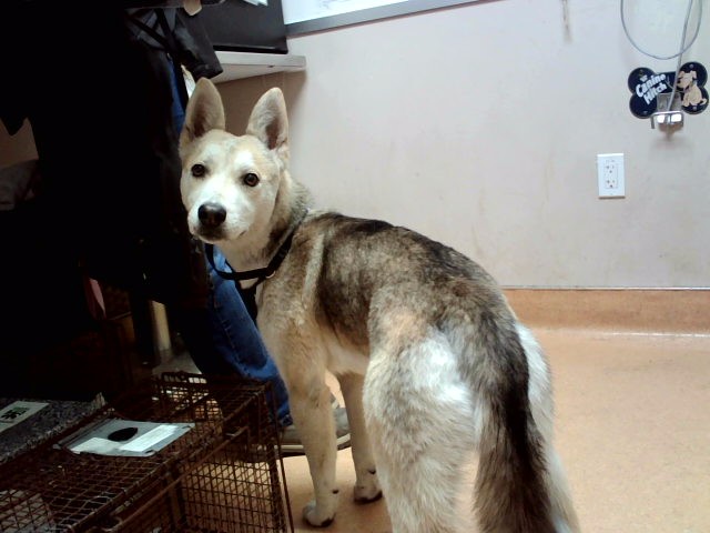Adoptable Dog