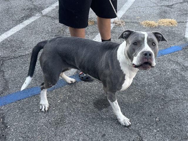 Adoptable Dog