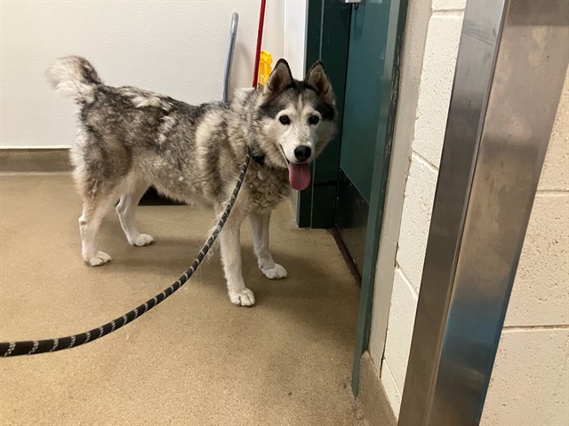 Adoptable Dog