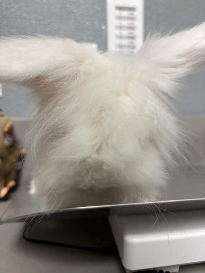 Snowball