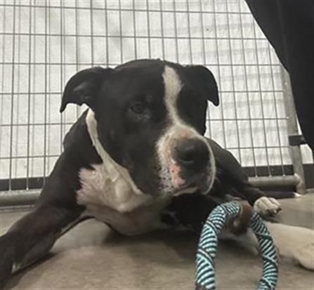 Adoptable Dog