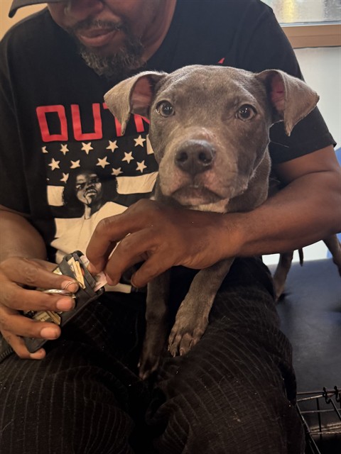 Adoptable Dog
