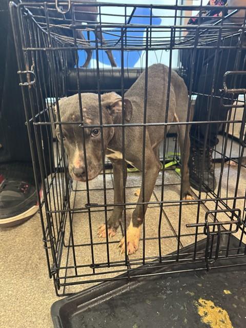 Adoptable Dog
