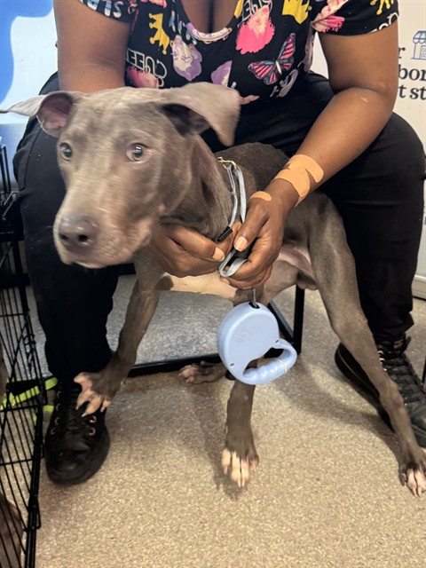 Adoptable Dog