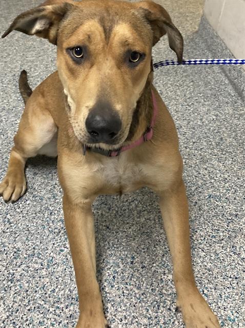 Adoptable Dog