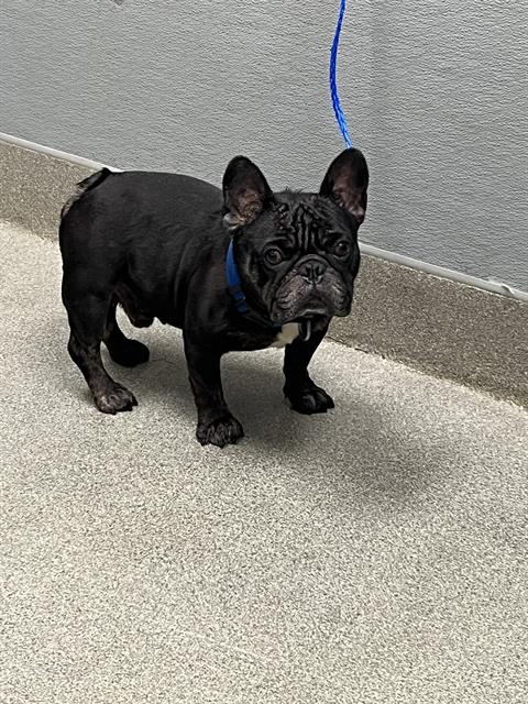 Milo